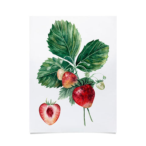 Anna Shell Strawberry botanical art Poster