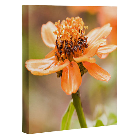 Barbara Sherman Beauty Art Canvas