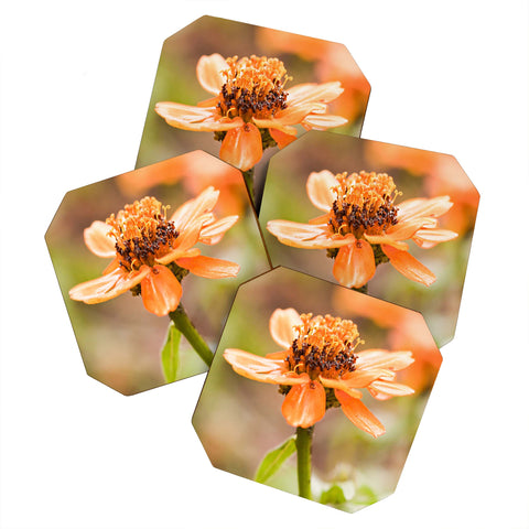 Barbara Sherman Beauty Coaster Set