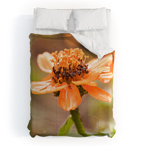 Barbara Sherman Beauty Comforter