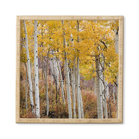 Barbara Sherman Golden Aspens Framed Wall Art