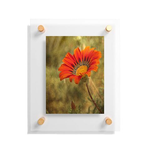 Barbara Sherman Orange Glory Floating Acrylic Print