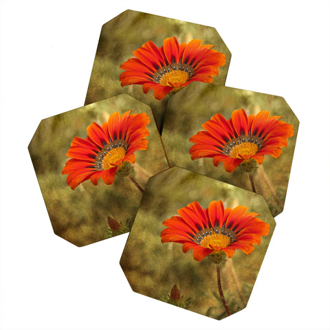 Barbara Sherman Orange Glory Coaster Set
