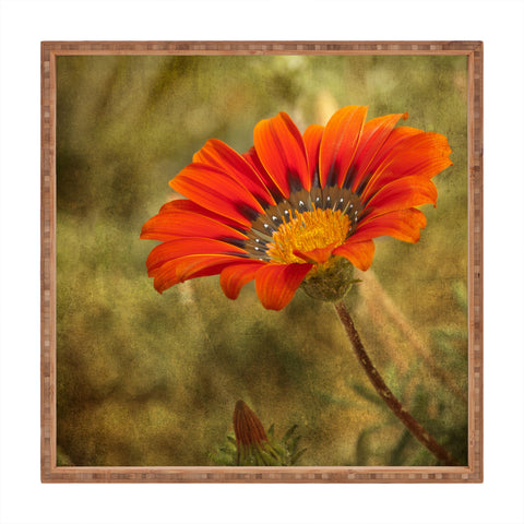 Barbara Sherman Orange Glory Square Tray
