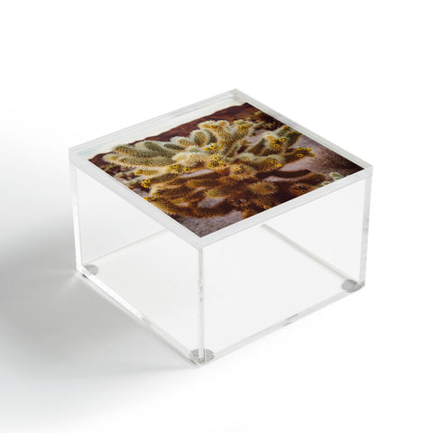 Bethany Young Photography Cholla Cactus Garden XIV Acrylic Box