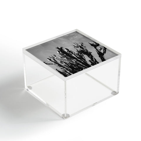 Bethany Young Photography Monochrome Cactus Sky Acrylic Box