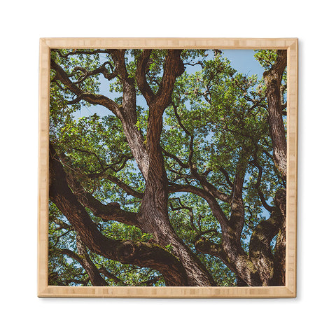 Bethany Young Photography Texas Cottonwood Framed Wall Art