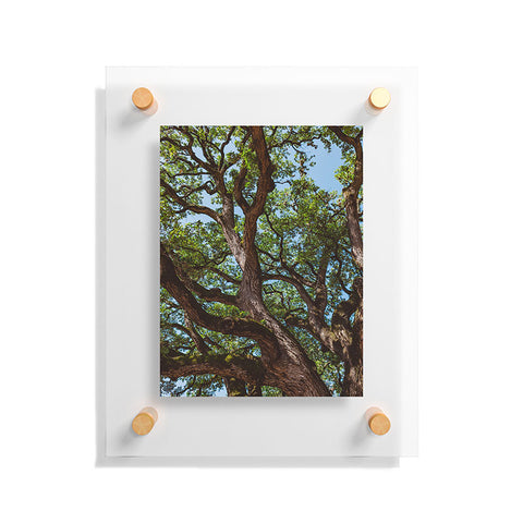Bethany Young Photography Texas Cottonwood Floating Acrylic Print