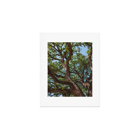 Bethany Young Photography Texas Cottonwood Art Print