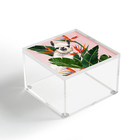Big Nose Work Llama With Bird of Paradise Acrylic Box