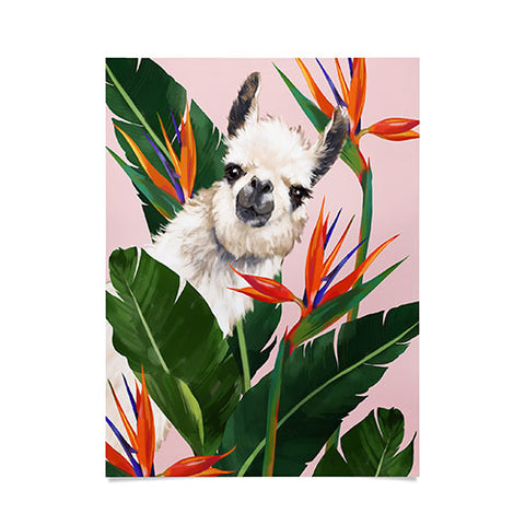 Big Nose Work Llama With Bird of Paradise Poster