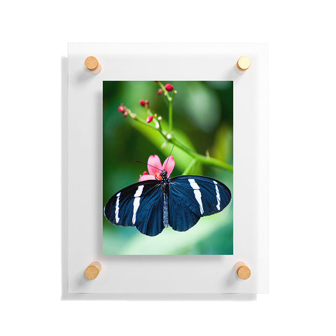 Bird Wanna Whistle Black Butterfly Floating Acrylic Print