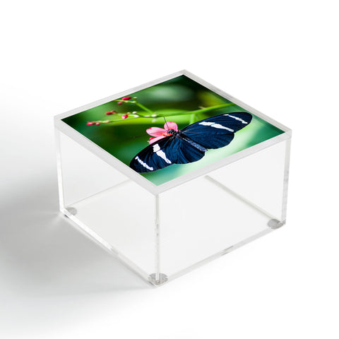 Bird Wanna Whistle Black Butterfly Acrylic Box