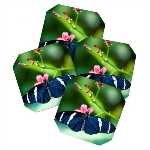 Bird Wanna Whistle Black Butterfly Coaster Set