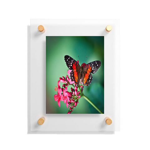 Bird Wanna Whistle Butterfly Floating Acrylic Print