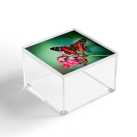 Bird Wanna Whistle Butterfly Acrylic Box
