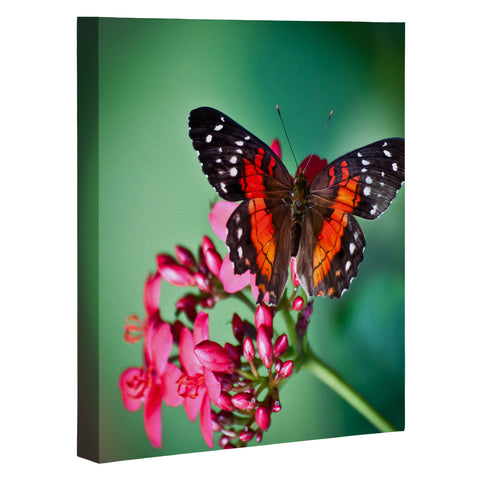 Bird Wanna Whistle Butterfly Art Canvas