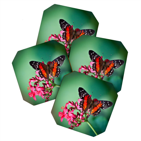 Bird Wanna Whistle Butterfly Coaster Set