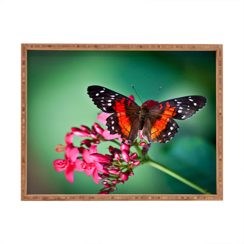 Bird Wanna Whistle Butterfly Rectangular Tray