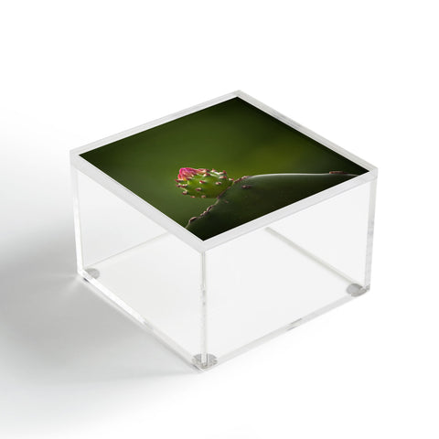 Bird Wanna Whistle Cactus Acrylic Box