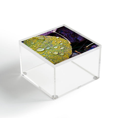 Bird Wanna Whistle Fallen Leaf Acrylic Box