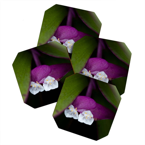 Bird Wanna Whistle Flower1 Coaster Set