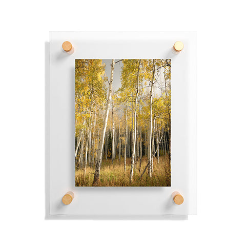Bird Wanna Whistle Golden Aspen Floating Acrylic Print