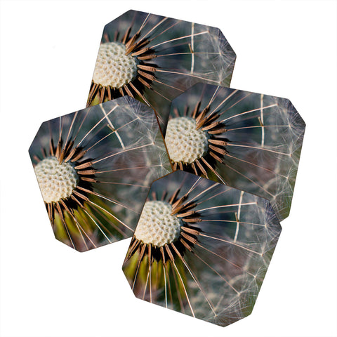 Bird Wanna Whistle Make a Wish Coaster Set