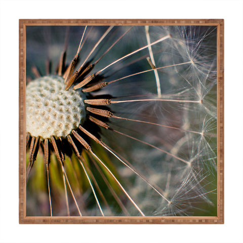 Bird Wanna Whistle Make a Wish Square Tray