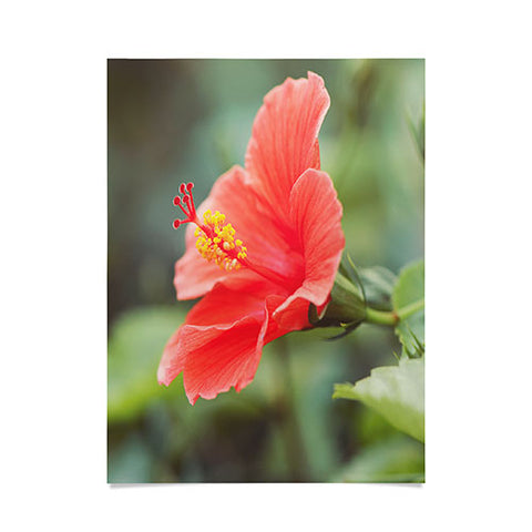 Bree Madden Hibiscus Poster