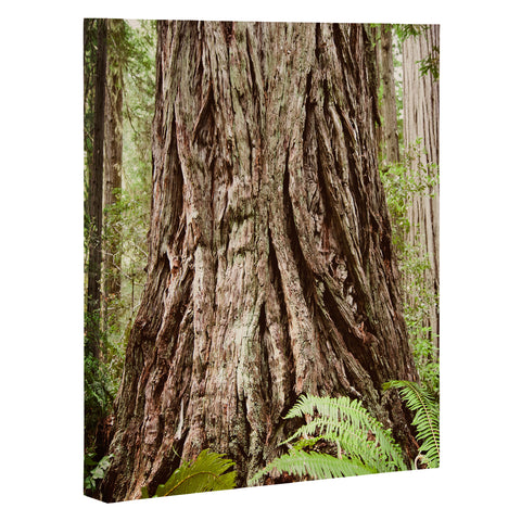 Bree Madden Redwood Trees Art Canvas