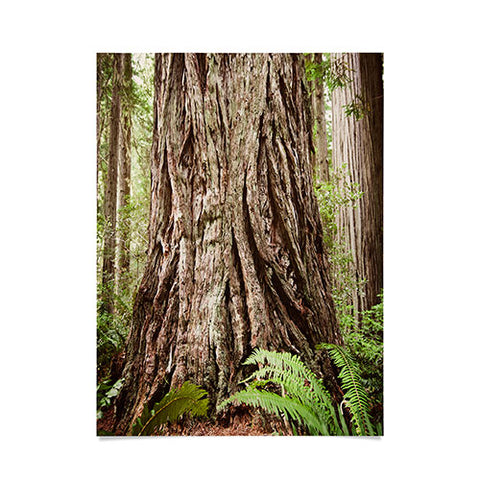 Bree Madden Redwood Trees Poster