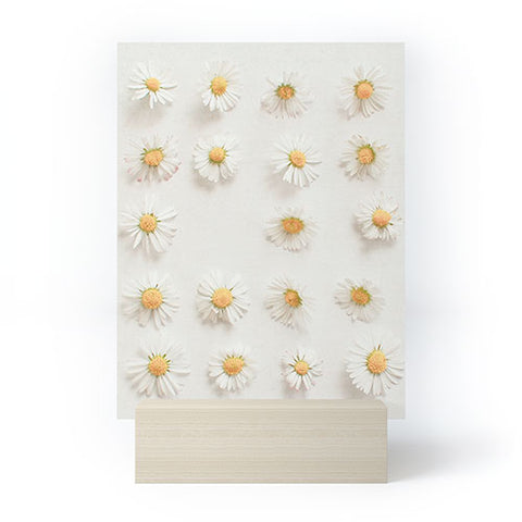 Cassia Beck Daisy Collection Mini Art Print