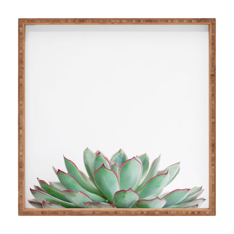 Cassia Beck Echeveria Square Tray