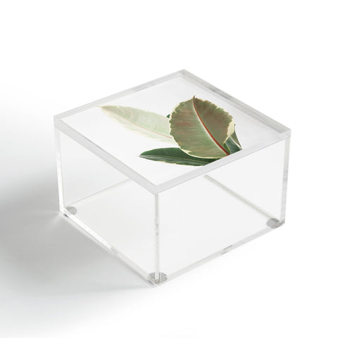 Cassia Beck Ficus Tineke Acrylic Box