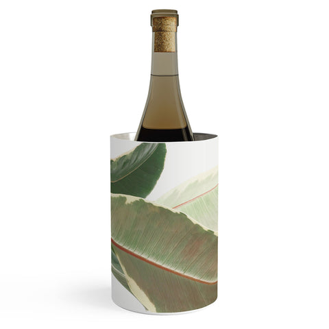 Cassia Beck Ficus Tineke Wine Chiller