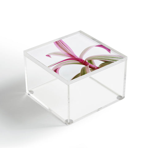 Cassia Beck Moses in the Cradle Acrylic Box