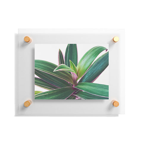Cassia Beck Oyster Plant Floating Acrylic Print
