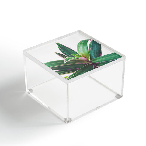 Cassia Beck Oyster Plant Acrylic Box
