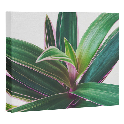 Cassia Beck Oyster Plant Art Canvas