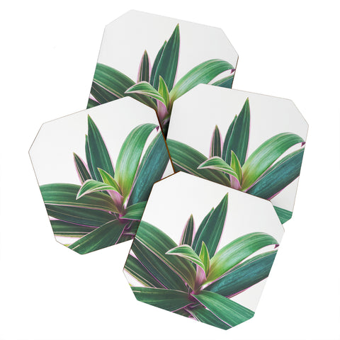 Cassia Beck Oyster Plant Coaster Set