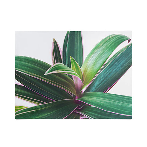 Cassia Beck Oyster Plant Poster