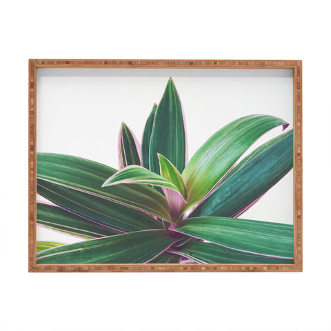 Cassia Beck Oyster Plant Rectangular Tray