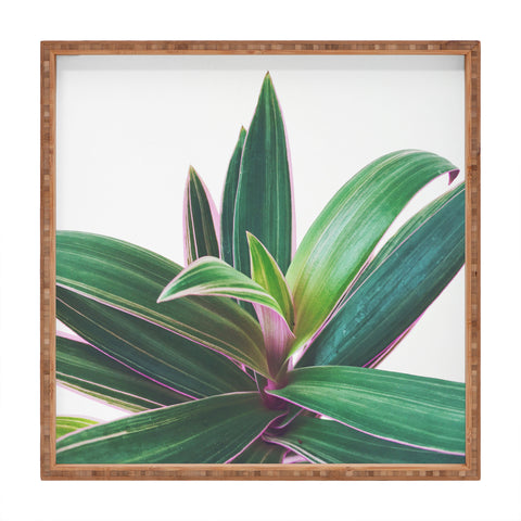 Cassia Beck Oyster Plant Square Tray