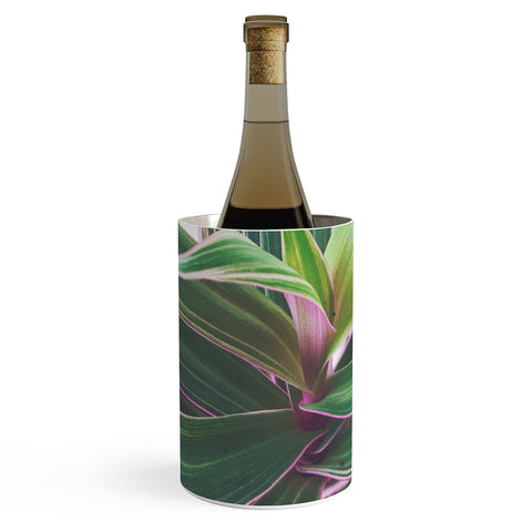 Cassia Beck Oyster Plant Wine Chiller