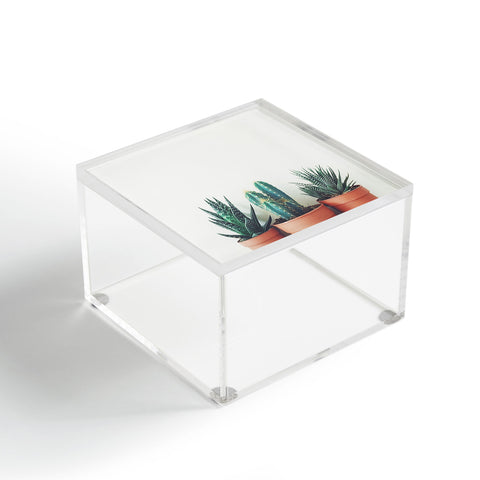 Cassia Beck Potted Plants Acrylic Box