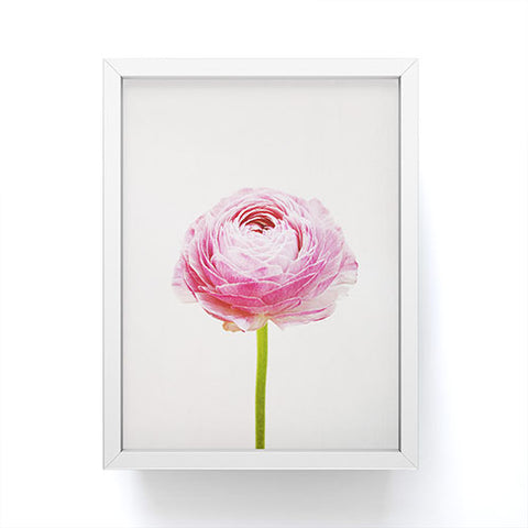 Cassia Beck Ranunculus Flower Framed Mini Art Print