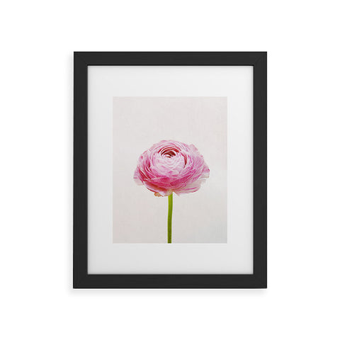 Cassia Beck Ranunculus Flower Framed Art Print