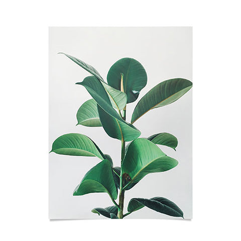 Cassia Beck Rubber Fig Poster