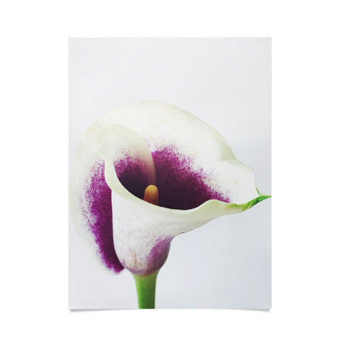 Cassia Beck The Calla Lily Poster